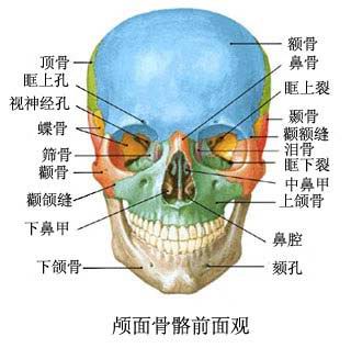 颅面骨正面观中的颧骨,上颌骨和下颌骨,颧骨和下颌角决定了脸颊的